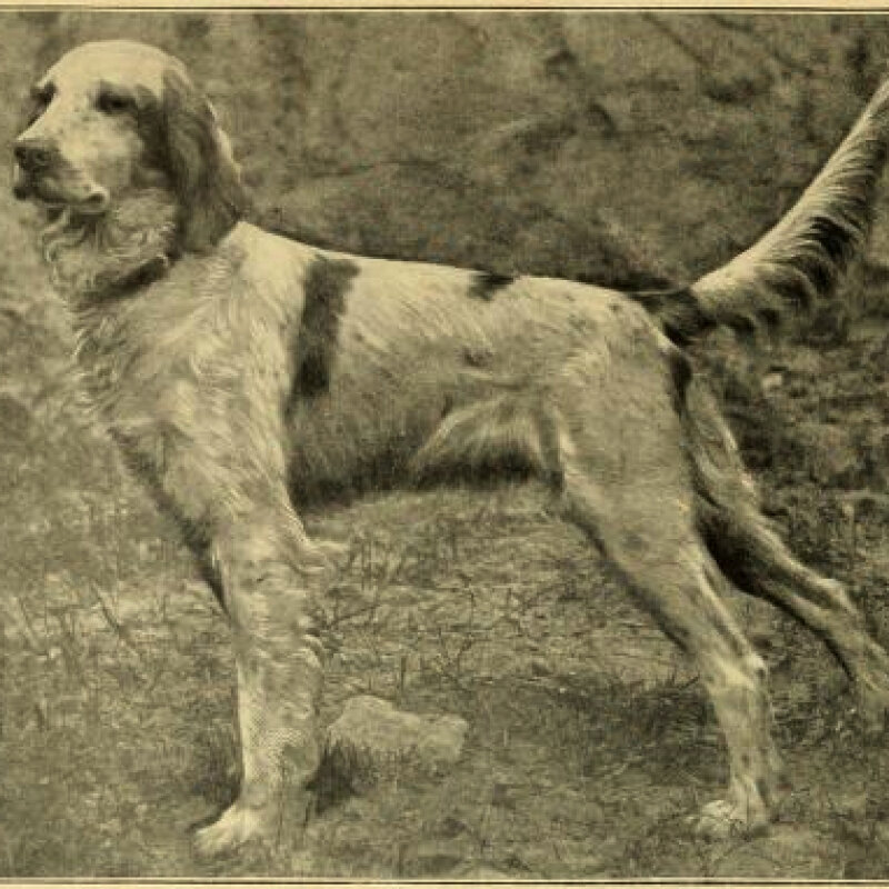 Setter Anglais en course dans un champ