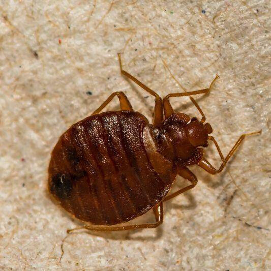 Fumigène pour punaise de lit : action radicale contre les punaises