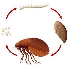 Puce de parquet : le fumigène contre les puces, action radicale
