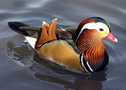 Canard mandarin