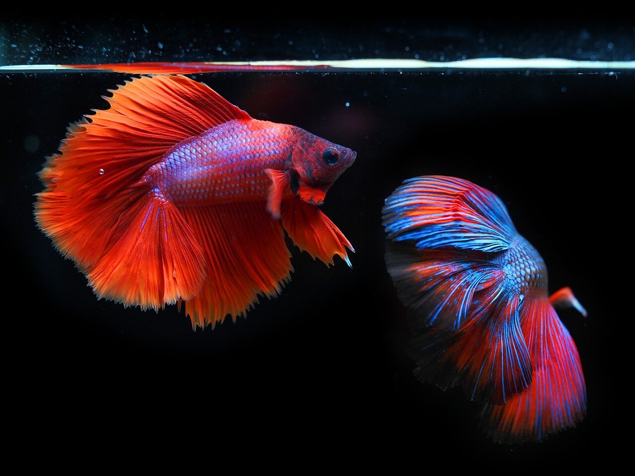 Poisson combattant Betta splendens rouge et bleu