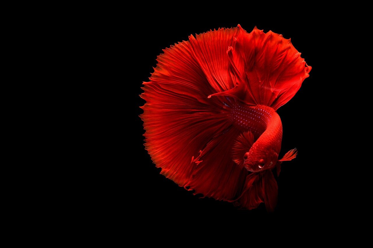 Betta rouge en aquarium