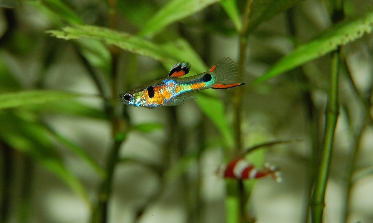 Guppy multicolore dans les plantes