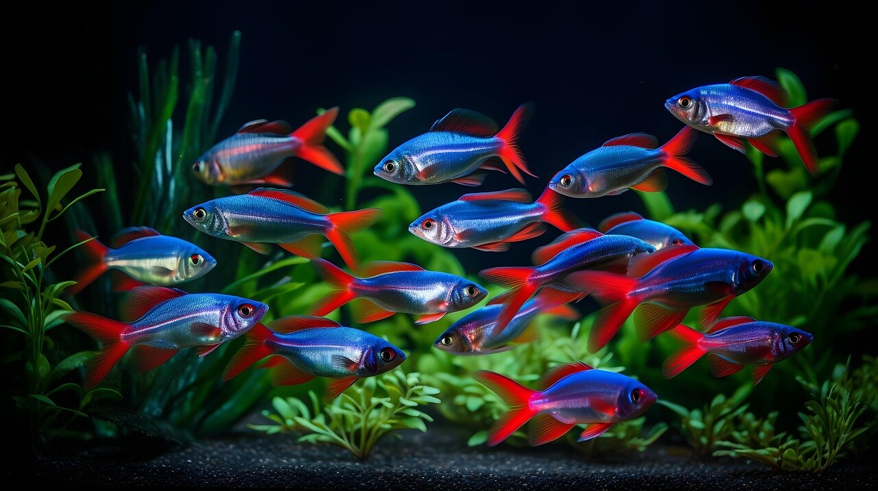 Tétra néon bleu et rouge en aquarium