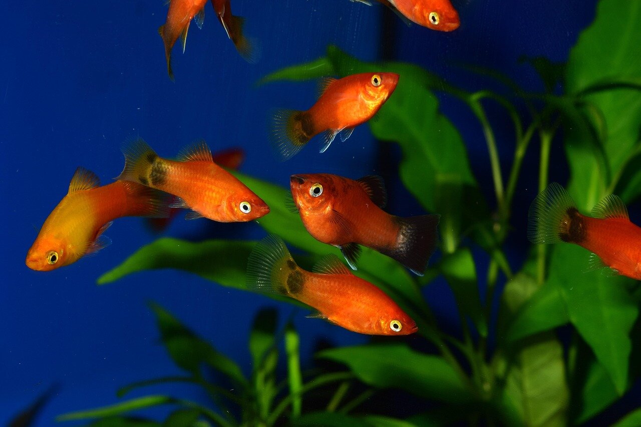 Groupe de Platys Xiphophorus maculatus