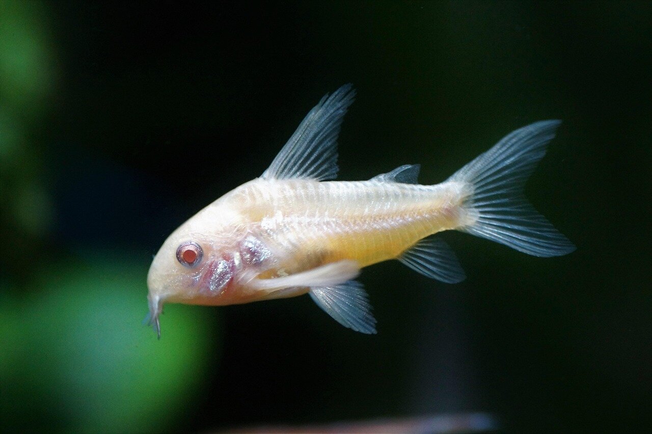 Corydoras albinos aux yeux rouges