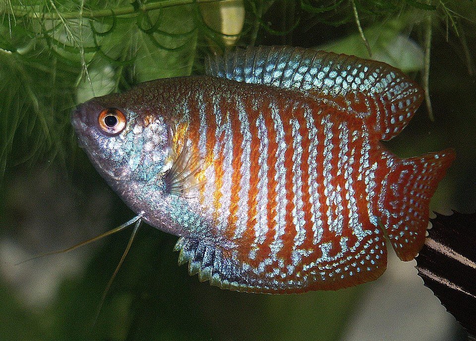 Gourami nain dans son habitat