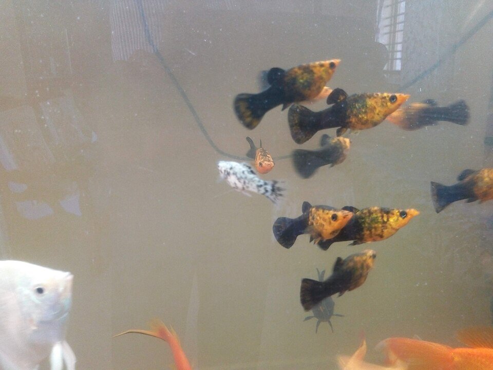 Mollies chocolat en aquarium