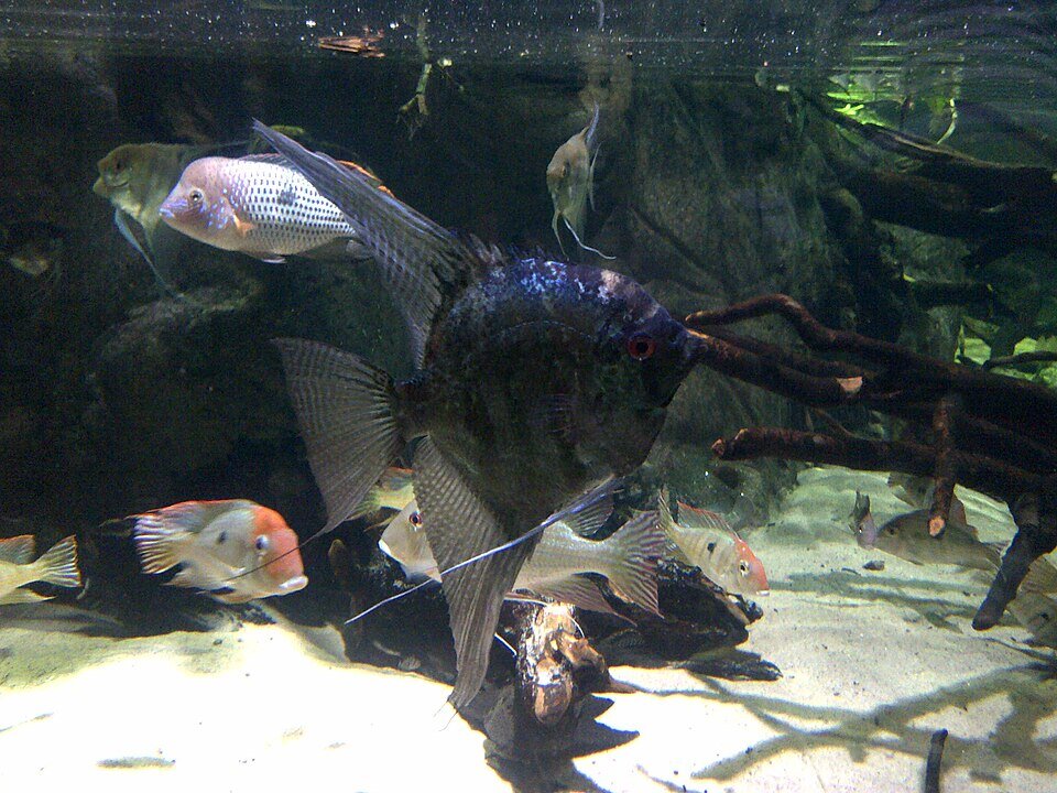 Scalaire sauvage rayé