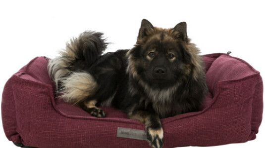 Conseil d'achat : panier gros chien XXL