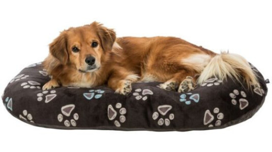 Comment choisir un coussin pour chien ?