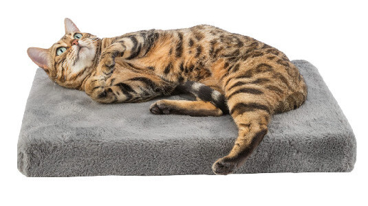 Pourquoi le couchage est indispensable pour un chat ?