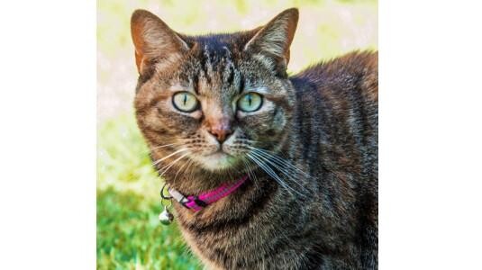 Pourquoi mettre un collier à son chat ?