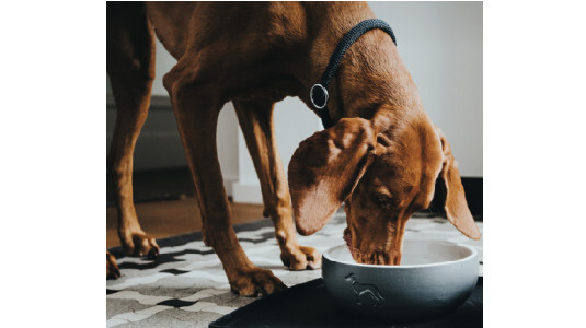 Mon chien renverse sa gamelle : Comment faire ?