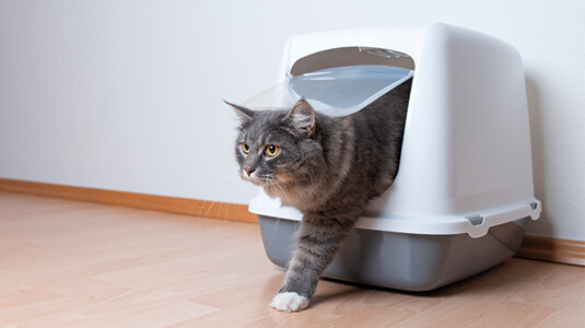 Le Maine coon rentre-t-il dans une maison de toilette XXL ?