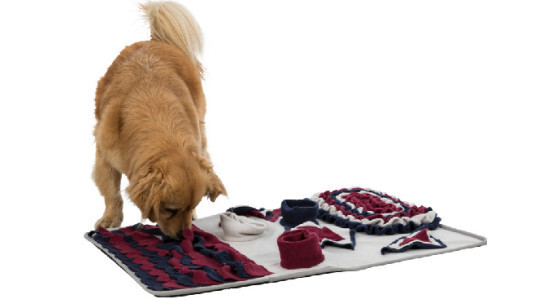 Comment apprendre la "fouille " à mon chien ?