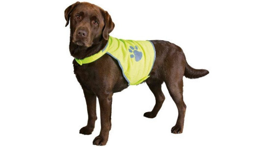 Promenade nocturne, pensez au gilet jaune pour votre chien