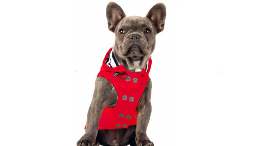 Le Bouledogue Français