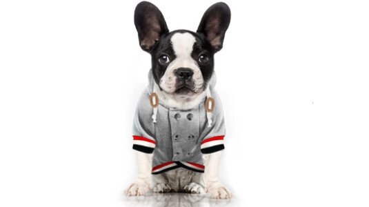 Vêtement demi saison : Pull Bouledogue Français