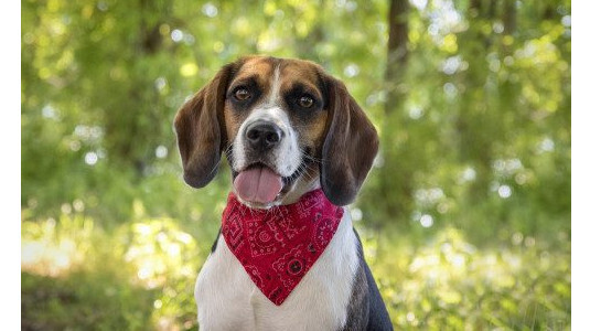 Accessoire de mode : Le bandana pour chien