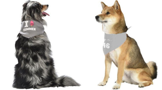 Collier bandana pour sortir son chien en laisse