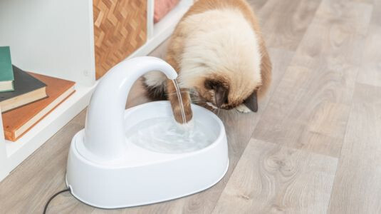 99 % des chats s'hydratent davantage avec une fontaine à eau !