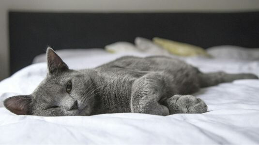 Pourquoi choisir une fontaine silencieuse pour chat ?