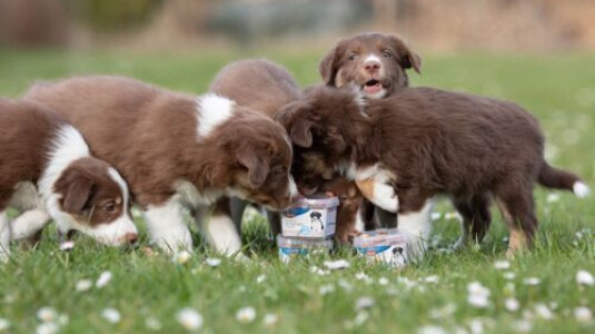 Comment choisir les friandises pour son chiot ?