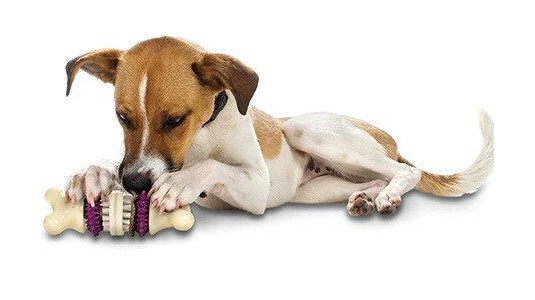 Le jouet pour chiot d’occupation avec friandise