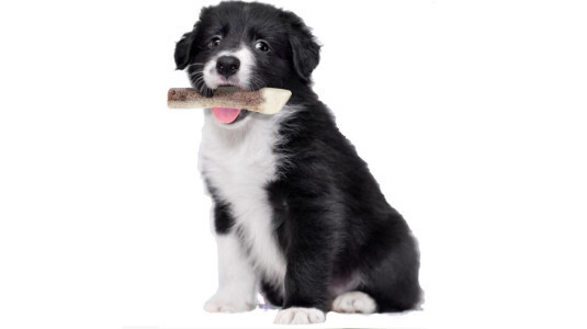 Quelle friandise pour chiot qui mordille ?