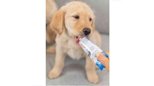 Donner des friandises à un chiot : Pour ou contre ?