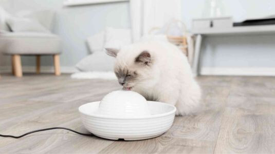 Quelles sont les qualités d'une fontaine pour chat ?