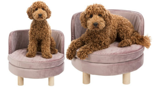 Canapé pour petit chien