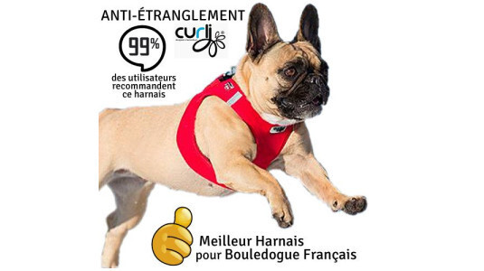 Le collier est-il adapté pour un Bouledogue qui tire en laisse ?