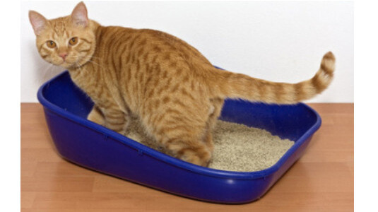 Quels sont les premiers signes de problème urinaire chez le chat ?