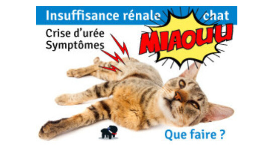 Insuffisance rénale chez le chat : Quels sont les premiers symptômes ?