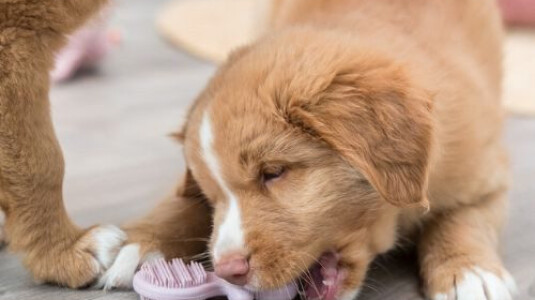 Mon chiot mordille ! Quel jouet conseillez-vous ?