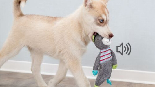 Quel jouet pour occuper un chiot, comment éviter qu'il s'ennuie ?