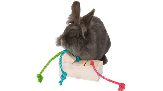 Est-ce qu'un lapin qui n'a pas de jouets s'ennuie ?