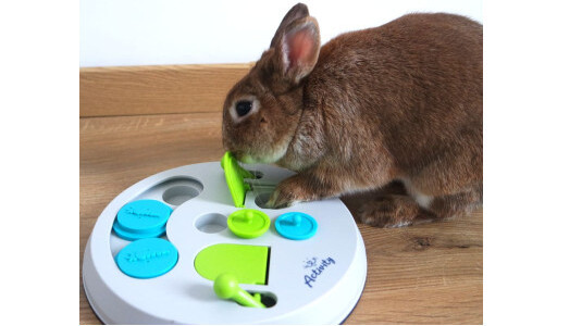 Est-ce qu'un lapin peut s'amuser avec un jeu d'intelligence ?
