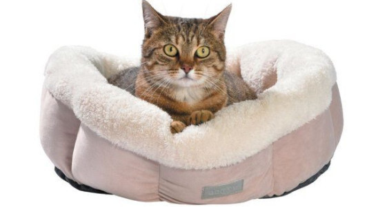 Quel est le meilleur panier pour un chat ?