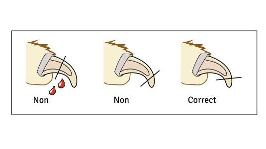 Comment couper les griffes de votre chat en toute sécurité ?