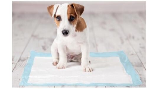 Apprendre la propreté à son chien