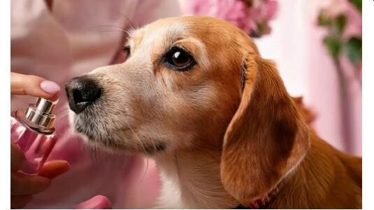 Parfum pour chien : Comment éviter les mauvaises odeurs !