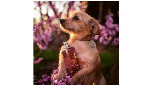 Comment choisir le meilleur parfum pour chien ?