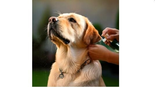 Les Parfums fruités pour Chiens joueurs et malicieux