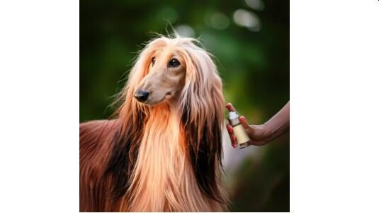 Les Parfums floraux pour Chiens élégants et calmes