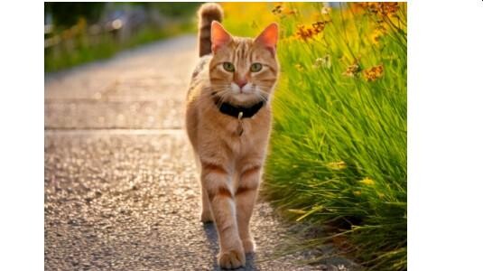 Médaille pour chat : Pratique, chic et personnalisée !