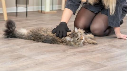 Conseil ! Gant brosse pour chat