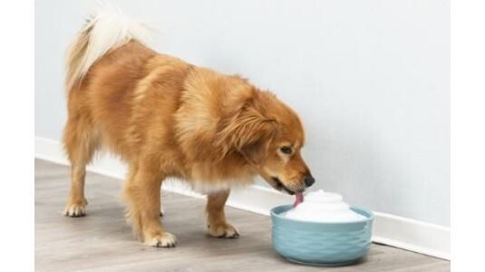 Fontaine à Eau pour Chien : Eau Pure, Fraîche et Filtrée en Continu